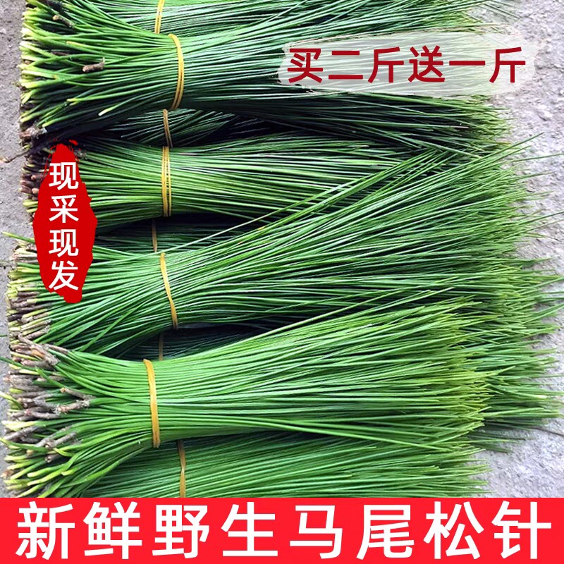 深山野生新鲜马尾松针茶纯松针蒸包子两叶松针泡茶泡酒做酵素图片