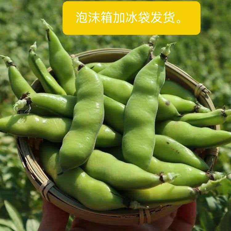云南本地现摘蚕豆新鲜带壳生蚕豆小罗汉豆当季蔬菜泡沫箱发货