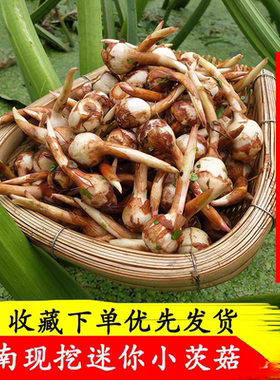 云南野地新鲜迷你小茨菇种山慈姑白茨菰荸荠蔬菜慈菇疏菜