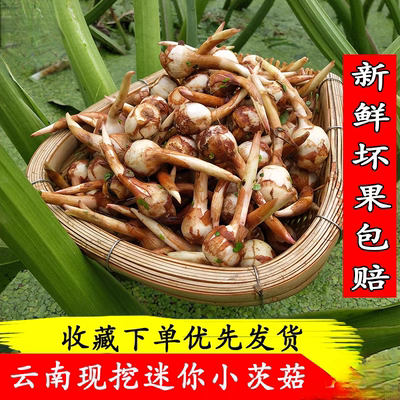 云南野地新鲜迷你小茨菇种山慈姑白茨菰荸荠蔬菜慈菇疏菜