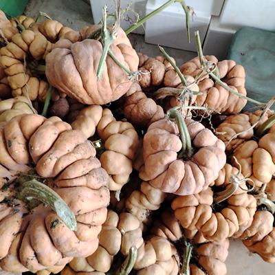 云南当姜柄老南瓜9斤/7斤/4斤/2斤可选蔬菜新鲜老南瓜