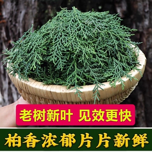 云南现采新鲜侧柏叶阴干侧柏叶粉洗头