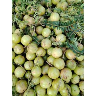 云南野生食用橄榄泡酒新鲜酸余甘果油柑子牛甘果罕见水果