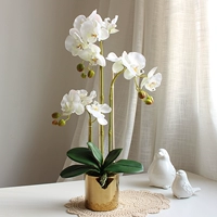 Почувствуйте увлажняющуюся Phalaenopsis Simulation Flower Set Stting