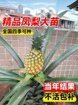 凤梨苗菠萝苗子带果盆栽大号南北方耐寒庭院矮化水果树苗