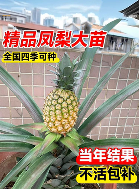 凤梨苗菠萝苗子带果盆栽大号南北方耐寒庭院矮化水果树苗