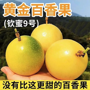 钦蜜黄金9号百香果嫁接苗树苗纯甜四季结果爬藤南方当年结果