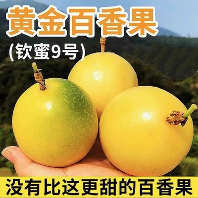 钦蜜黄金9号百香果嫁接苗树苗纯甜四季结果爬藤南方当年结果
