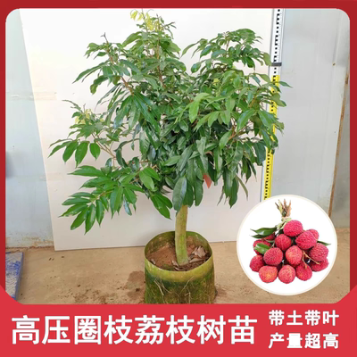 高压圈荔枝苗树桩矮化嫁接荔枝果树苗盆栽地栽南北方种植当年爆果