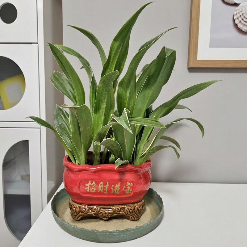 中华金边万年青盆栽耐寒耐阴招财