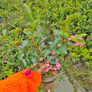 茶梅花苗茶梅球树苗盆栽四季常青庭院别墅绿化苗耐寒地被花卉植物