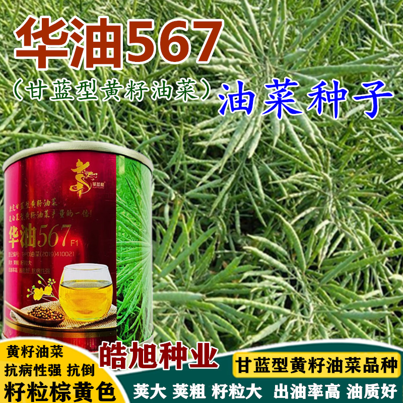 华油567黄籽油菜种子矮杆高产高油抗病抗倒大籽粒黄籽油菜花种籽