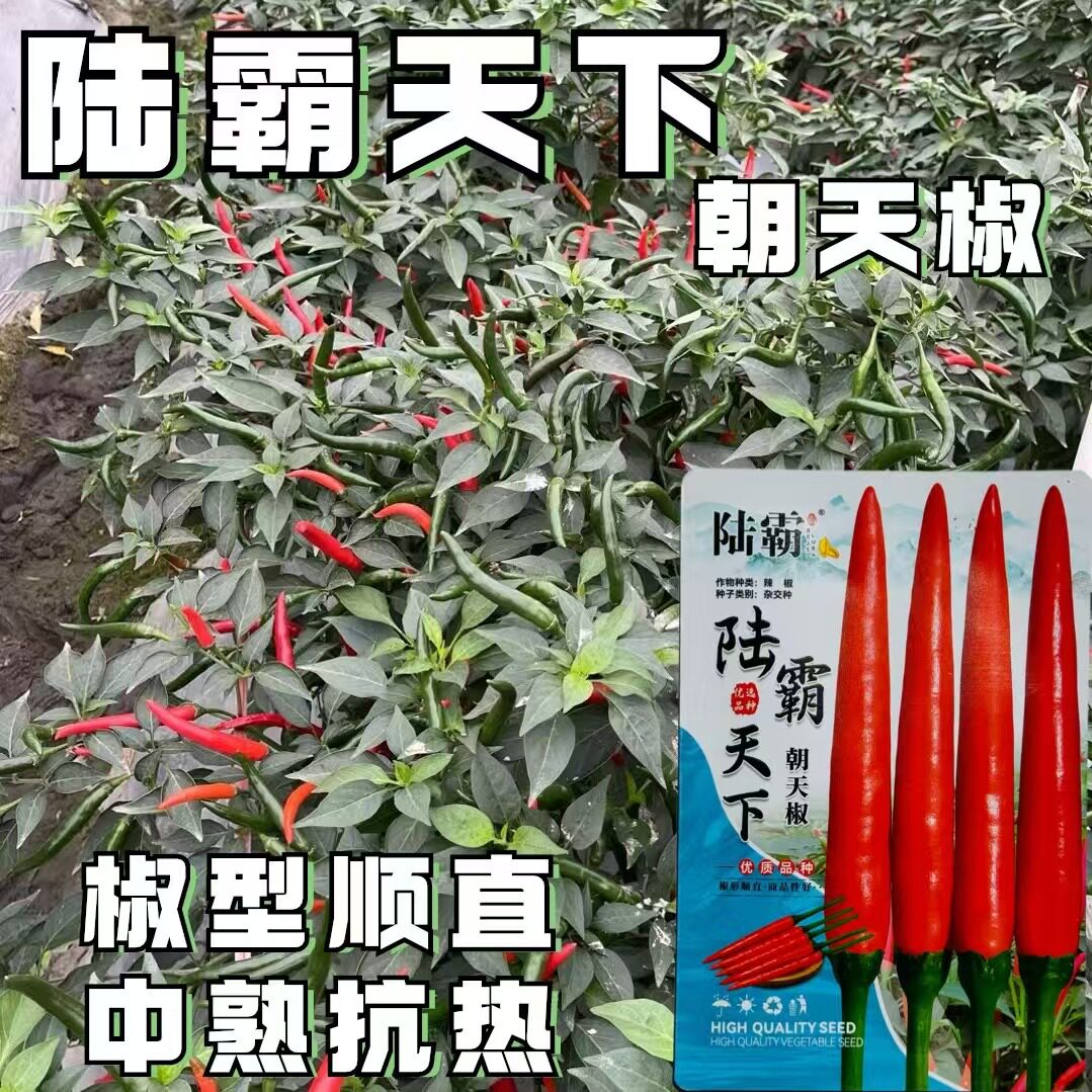 陆霸天下朝天椒种子抗热耐湿辣味香浓抗病丰产优质大果指天椒种籽