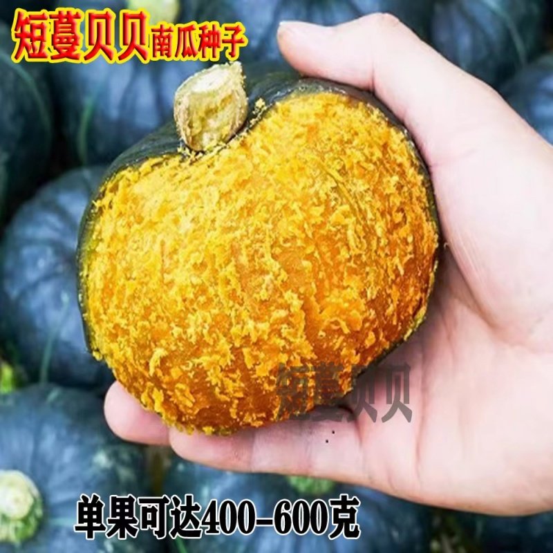 短蔓贝贝南瓜种子粉面甜肉厚农黄抗病丰产耐储运东南北方春季播种