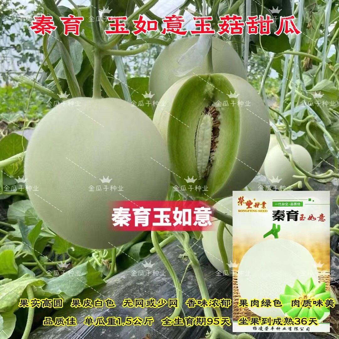 秦育玉如意玉菇甜瓜种子白皮绿肉超甜冰淇淋香玉姑哈密瓜中熟正品