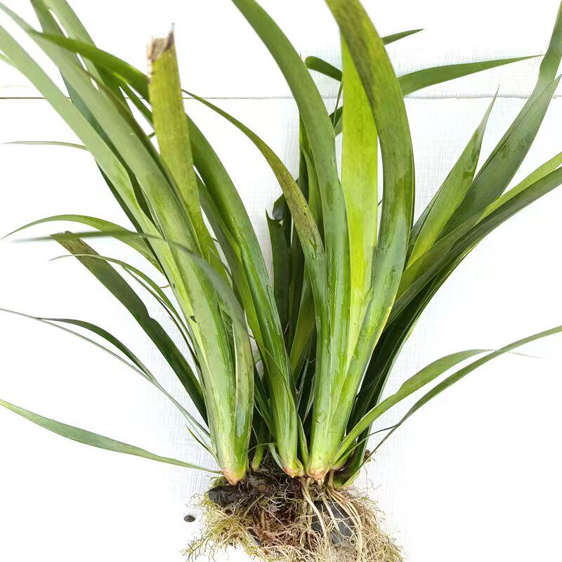 带根石菖莆香菖莆药菖莆溪菖剑草粉菖山菖水培绿植物养鱼龟缸造景