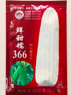 鲜甜糯366白糯玉米种子香甜软糯大棒粘黏玉米非转基因春秋播