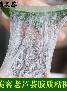 库拉索芦荟盆栽室内植物可食用新鲜宽叶片美容院专用芦荟灌肤教程