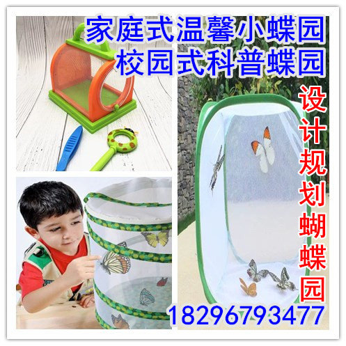 折叠昆虫饲养观察网笼子真活体蝴蝶放飞昆虫标本盒子礼品不含蝴蝶