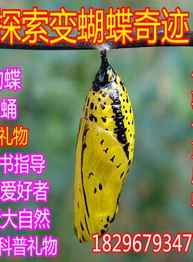 蝴蝶蛹蚕宝宝蝶蛹昆虫宠物