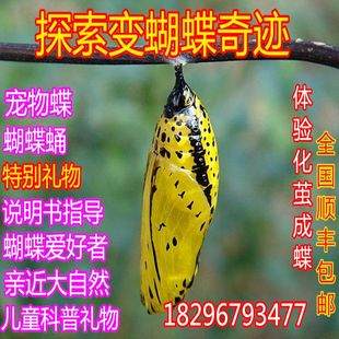 真蝴蝶蛹羽化卵幼虫饲养网红活体蝴蝶蛹宠物昆虫标本毛毛虫蚕宝宝