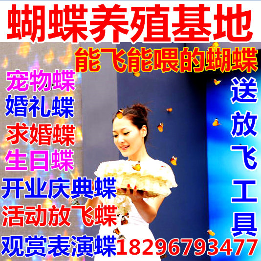 活蝴蝶活体蝴蝶放飞真蝴蝶结婚求婚生日放飞礼物蝴蝶活体顺丰包邮