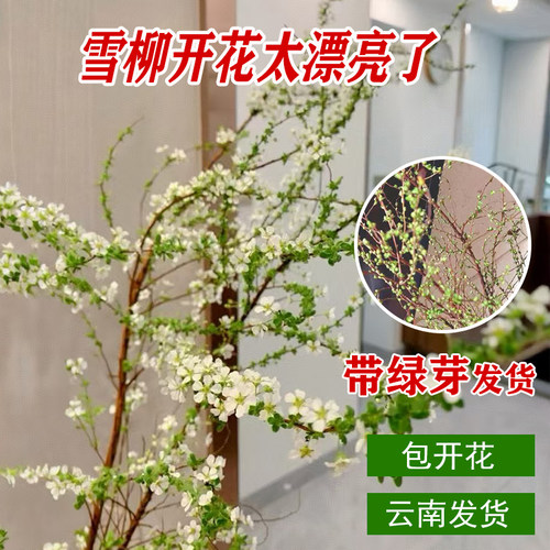 带花芽雪柳云南产地直发