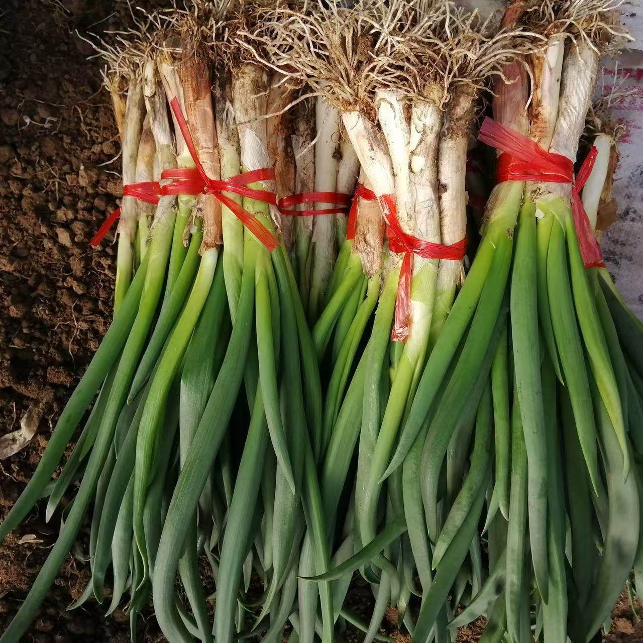 东北发芽葱春季头茬发芽葱蘸酱菜农家种植小葱新鲜蔬菜应季蔬菜,水产肉类/新鲜蔬果/熟食,葱类,淘宝优惠券,粉丝福利购,淘宝优惠卷