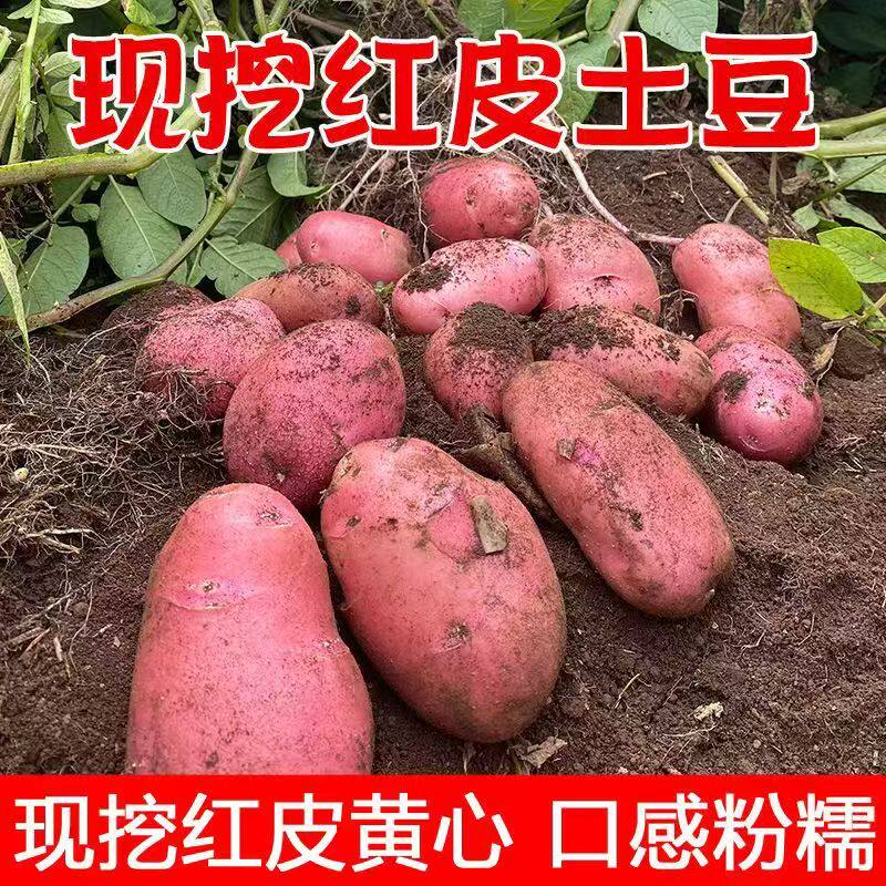 2026云南红皮土豆现挖现发新鲜红皮黄心土豆马铃薯洋芋/臣