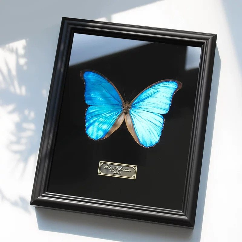 欧式黑色相框中空立体蝴蝶昆虫标本框干花贝壳DIY画框装裱框架