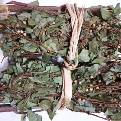 野生新货白饭树叶/白饭树/鱼眼木/葱白刺/葱白头干品500克包邮