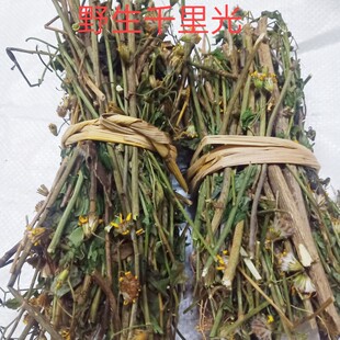 野生中草药材千里光 九里光 九里明 黄花母宝宝洗澡干品500克包邮