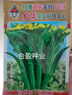 10克实诚红牌酒店尖叶709多芽杂交种甜菜心种子杂交尖叶菜心种子