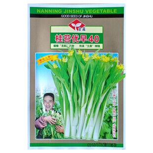 10克金蔬精选杂交一代桂苔优早40白菜苔白菜心种子白菜耐热快大
