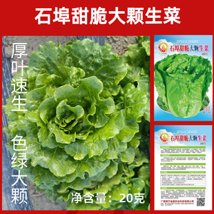 20克石埠甜脆大颗生菜种子厚叶色绿纯度高不苦基地用意大利生菜类