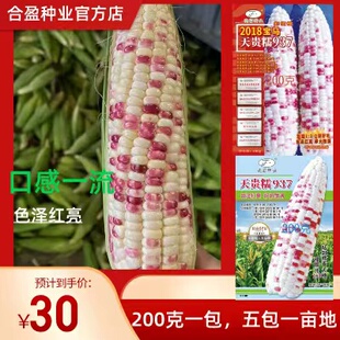 200克晓富2018宝马彩甜糯玉米种加甜花糯玉米种子花甜糯天贵糯937