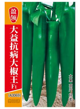 900粒盈领精选大益抗病大椒王3069青皮尖椒大果牛角椒种子辣椒种