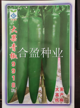 1000粒亚蔬园大果青椒9918杂交一代青皮尖椒绿皮牛角椒早熟深绿色