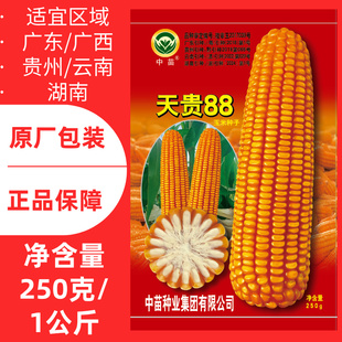 中苗天贵88玉米种子硬粒型玉米种籽高产抗病抗倒伏优质苞谷种子