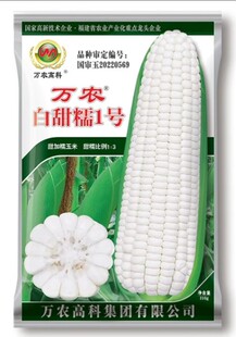 好吃白甜糯种子万农白甜糯1号加甜白糯玉米种子矮杆大棒长苞一号