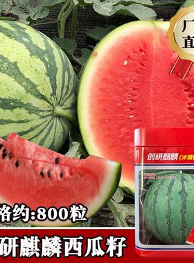 800粒内8包创研麒麟西瓜种子冰糖麒麟王甜水果西瓜种子早佳8424