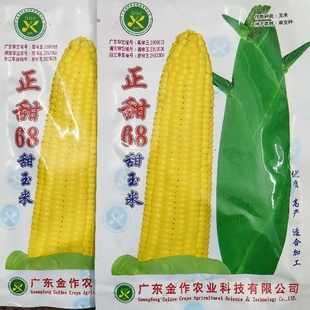 广东金作粤科牌正甜68甜玉米种子纯黄经典水果玉米品种粤湘浙审定