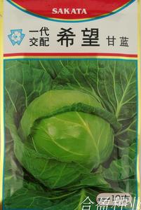 10克日本坂田希望甘蓝种子耐热圆球包菜种子椰菜包种子