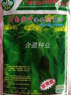 中南油青尖叶甜菜心种子翡翠绿洲尖叶油绿多芽耐雨甜菜心种子