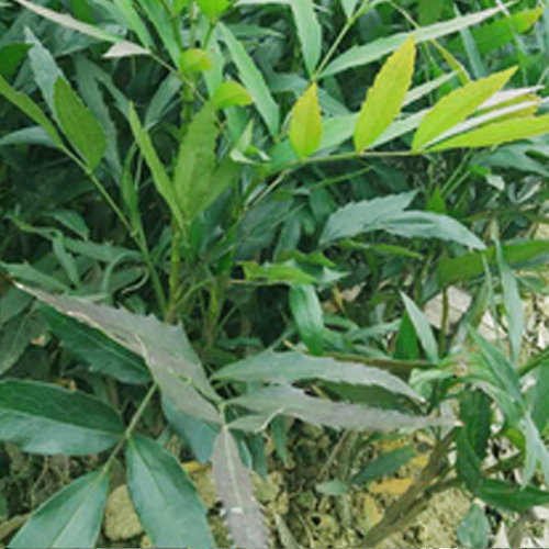 十大功劳树苗庭院可盆栽绿篱植物