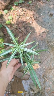 进口姬旱伞草花叶姬水竹水养水培耐阴耐水湿耐涝种在水里水池