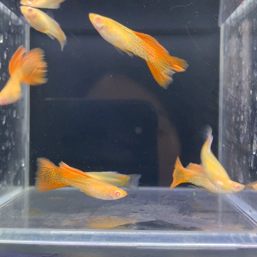 红蕾丝白子4公3母
