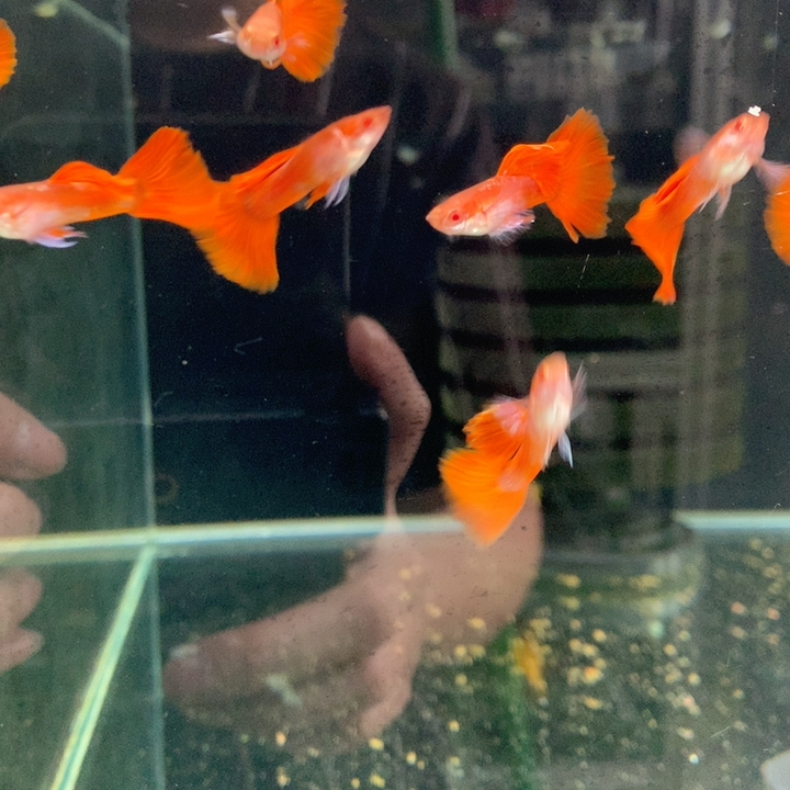 特价霓虹大耳3对 包邮