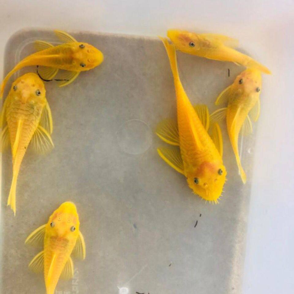 黄金胡子2条  3cm左右 清洁型工具鱼（全场三单免运费）,宠物/宠物食品及用品,鱼,淘宝优惠券,粉丝福利购,淘宝优惠卷