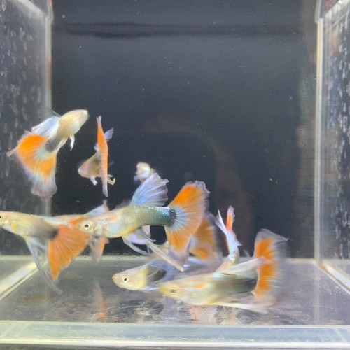 蓝礼服红缎带公10条